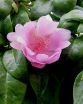 Pereskia quisqueyana