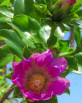 Pereskia sacharosa