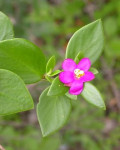 Pereskia zinniiflora
