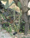 Pereskiopsis Aquosa