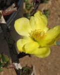 Pereskiopsis Diguetii