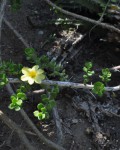 Pereskiopsis Porteri