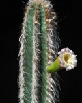 Pilosocereus Albisummus