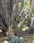 Pilosocereus Alensis