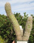 Pilosocereus Aurisetus