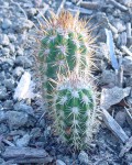 Pilosocereus Gounellei