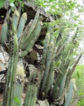 Pilosocereus Machrisii