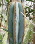 Pilosocereus Magnificus