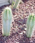 Pilosocereus Pachycladus