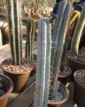Pilosocereus Pentaedrophorus