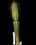 Pilosocereus Purpusii