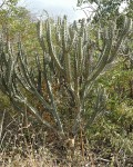 Pilosocereus Tuberculatus