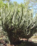 Polaskia Chende