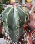 Polaskia Chichipe