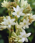 Polianthes