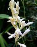 Polianthes tuberosa