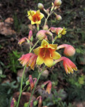 Prochnyanthes