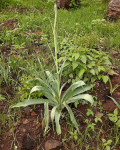 Prochnyanthes mexicana
