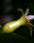 Pseudorhipsalis Alata