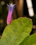 Pseudorhipsalis Amazonica
