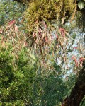 Pseudorhipsalis Ramulosa