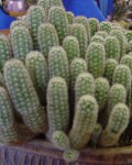 Pygmaeocereus Bylesianus