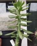 Quiabentia Zehntneri
