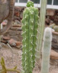 Rauhocereus