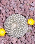 Rebutia Arenacea