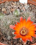 Rebutia Aureiflora