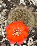 Rebutia Brunescens