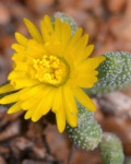 Rhinephyllum