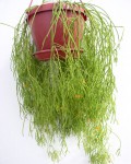 Rhipsalis Campos-portoana