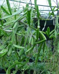 Rhipsalis Cereoides