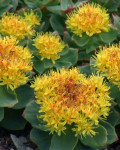 Rhodiola