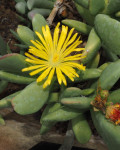 Rhombophyllum