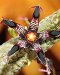 Rhytidocaulon