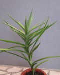 Sansevieria Bagamoyensis