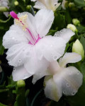 Schlumbergera 'Bridgeport'