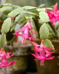 Schlumbergera bridgesii