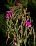 Schlumbergera microsphaerica