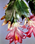 Schlumbergera orssichiana