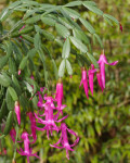 Schlumbergera russelliana