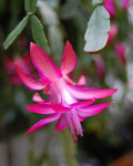 Schlumbergera x buckleyi