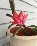 Schlumbergera x exotica