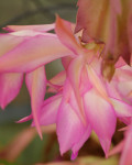 Schlumbergera x reginae