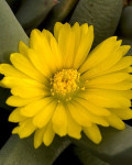 Schwantesia