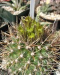 Sclerocactus Brevihamatus