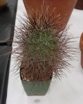 Sclerocactus Havasupaiensis