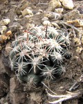 Sclerocactus Nyensis